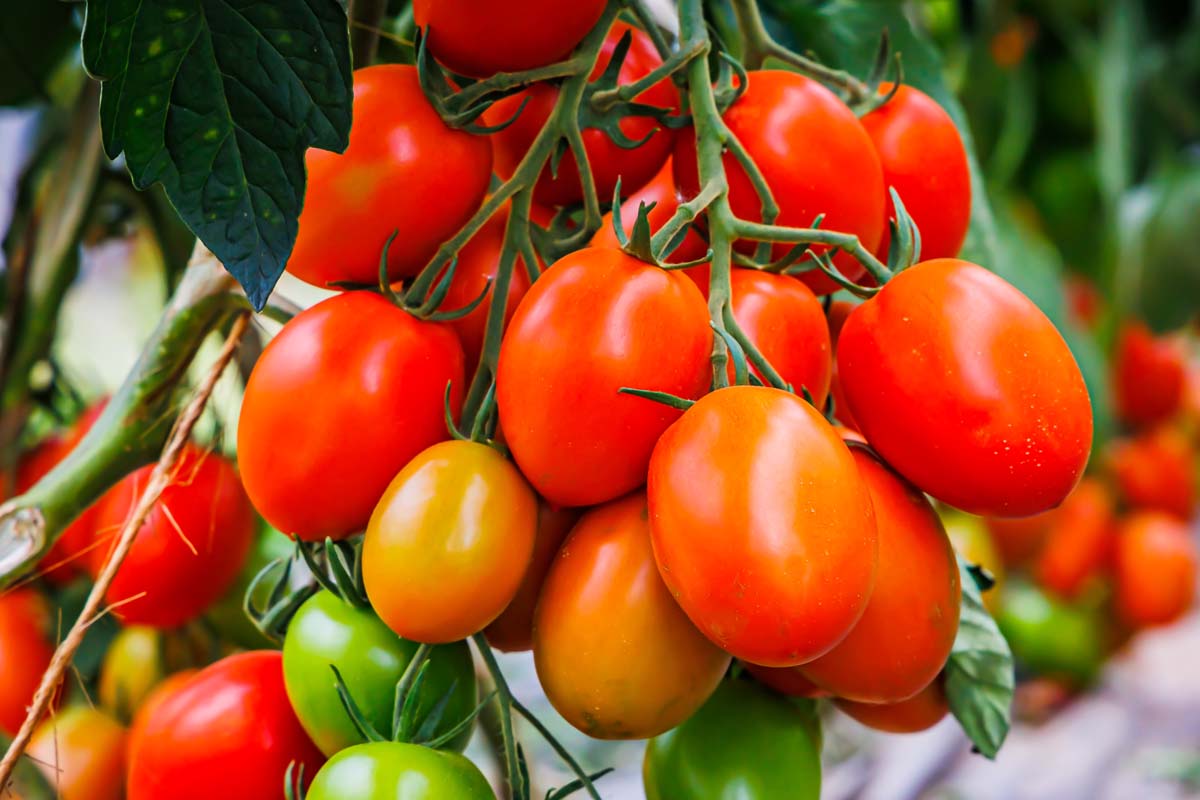 Italian Tomatoes
